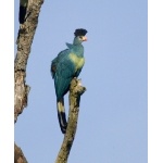 Great Blue Turaco. Photo by Dave Semler and Marsha Steffen. All rights reserved.
