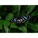 Butterfly on The Royal Mile. Photo by Rick Taylor. All rights reserved.