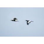 Black-and-white-casqued Hornbills. Photo by Dave Semler and Marsha Steffen. All rights reserved.