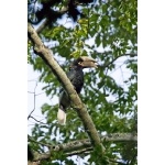 White-thighed Hornbill. Photo by Dave Semler and Marsha Steffen. All rights reserved.