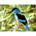 Blue-breasted Kingfisher. Photo by Adam Riley. All rights reserved.