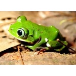 White-liped Tree-Frog. Photo by Adam Riley. All rights reserved.