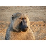 Olive Baboon. Photo by Dave Semler and Marsha Steffen. All rights reserved.