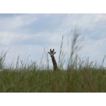 Giraffe in Murchison Falls National Park. Photo by Rick Taylor. Copyright Borderland Tours. All rights reserved.