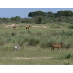 Leucistic Kob fawn and its mother. Photo by Rick Taylor. Copyright Borderland Tours. All rights reserved.