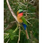 Red-throated Bee-eater. Photo by Dave Semler and Marsha Steffen. All rights reserved.