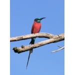 Northern Carmine Bee-eater. Photo by Rick Taylor. Copyright Borderland Tours. All rights reserved.