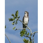 Beaudouin's Snake-Eagle. Photo by Dave Semler and Marsha Steffen. All rights reserved.