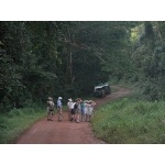 Birding the Busingiro Forest. Photo by Rick Taylor. Copyright Borderland Tours. All rights reserved.