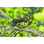 Red-chested Cuckoo with Caterpillar. Photo by Dave Semler and Marsha Steffen. All rights reserved.