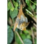 Yellow-winged Bat. Photo by Dave Semler and Marsha Steffen. All rights reserved.