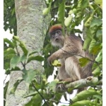 Central African Red Colobus. Photo by Dave Semler and Marsha Steffen. All rights reserved.