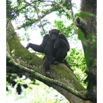 Chimpanzee Standing Sentinel. Photo by Rick Taylor. Copyright Borderland Tours. All rights reserved.