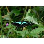 Swordtail Butterfly at Kibale. Photo by Rick Taylor. Copyright Borderland Tours. All rights reserved.