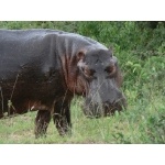 Hippo. Photo by Dave Semler and Marsha Steffen. All rights reserved.