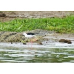 Black-winged Stilt and Nile Crocodile. Photo by Dave Semler and Marsha Steffen. All rights reserved.