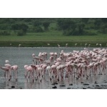 Lesser Flamingos in Crater Lake, Queen Elizabeth National Park. Photo by Rick Taylor. All rights reserved.