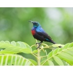 Red-chested Sunbird. Photo by Dave Semler and Marsha Steffen. All rights reserved.