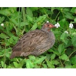 Red-necked Spurfowl. Photo by Rick Taylor. Copyright Borderland Tours. All rights reserved.