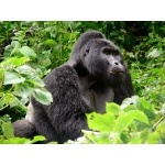 Adult Male Silverback. Photo by Rick Taylor. Copyright Borderland Tours. All rights reserved.