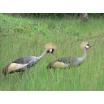Gray Crowned-Cranes at Lake Mburo National Park. Photo by Rick Taylor. Copyright Borderland Tours. All rights reserved.