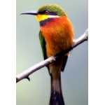 Cinnamon-breasted Bee-eater. Photo by Adam Riley. All rights reserved.
