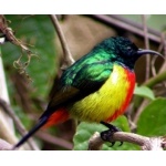 Regal Sunbird. Photo by Adam Riley. All rights reserved.