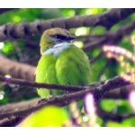 Grauer's or African Green Broadbill. Photo by Adam Riley. All rights reserved.