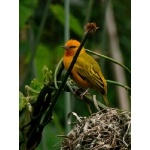 Orange Weaver. Photo by Rick Taylor. Copyright Borderland Tours. All rights reserved.