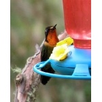 Orange-throated Sunangel. Photo by Art Magilner. All rights reserved.