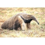 Giant Anteater. Photo by Chris Sharpe. All rights reserved.