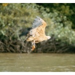 Black-collared Hawk. Photo by Chris Sharpe. All rights reserved.
