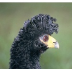 Yellow-knobbed Curassow. Photo by Chris Sharpe. All rights reserved.