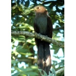 Squirrel Cuckoo. Photo by Rick Taylor. Copyright Borderland Tours. All rights reserved.
