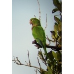 Olive-throated Parakeet. Photo by David MacKay. All rights reserved.