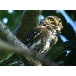 Ferruginous Pygmy-Owl. Photo by Rick Taylor. All rights reserved.