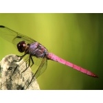 Roseate Skimmer. Photo by Rick Taylor. All rights reserved.