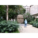 Olmec Head, Xalapa Museum. Photo by Rick Taylor. Copyright Borderland Tours. All rights reserved.  