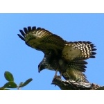 Juvenile Common Black-Hwak Exercizing Wings. Photo by Larry Sassaman. All rights reserved.