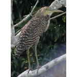 Bare-throated Tiger-Heron. Photo by Rick Taylor. Copyright Borderland Tours. All rights reserved.