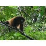 Mantled Howler Monkey. Photo by Larry Sassaman. All rights reserved.
