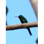 Cozumel Emerald, endemic to Cozumel Island. Photo by Rick Taylor. Copyright Borderland Tours. All rights reserved.