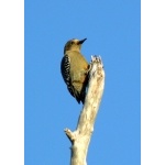 Red-vented—or Yucatan—Woodpecker. Photo by Rick Taylor. Copyright Borderland Tours. All rights reserved.