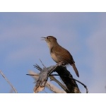 Cozumel Wren, endemic to Cozumel Island. Photo by Rick Taylor. Copyright Borderland Tours. All rights reserved.