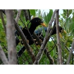 Yucatan Jays. Photo by Rick Taylor. Copyright Borderland Tours. All rights reserved.