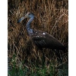 Limpkin at Coba. Photo by Rick Taylor. Copyright Borderland Tours. All rights reserved.