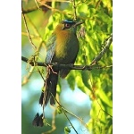 Blue-crowned Motmot. Photo by Rick Taylor. Copyright Borderland Tours. All rights reserved.