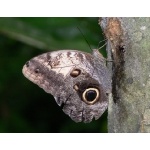 Caligo spp. at Punta Laguna. Photo by Rick Taylor. Copyright Borderland Tours. All rights reserved.