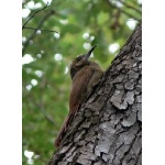 Northern Barred-Woodcreeper. Photo by Rick Taylor. Copyright Borderland Tours. All rights reserved.