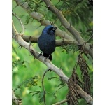 Blue Bunting. Photo by Rick Taylor. Copyright Borderland Tours. All rights reserved.